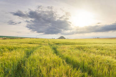 Green barley field at summer sunset - SMAF02194