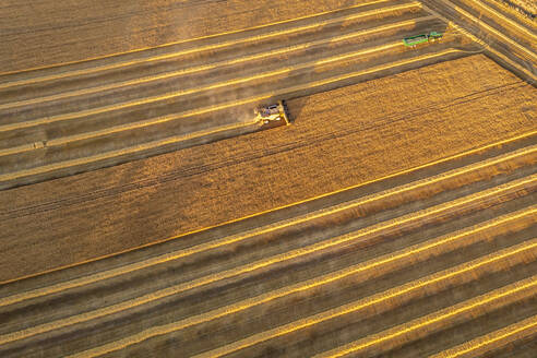 Luftaufnahme eines Mähdreschers in einem großen Weizenfeld - SMAF02197