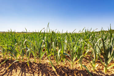 Leeks growing in summer field - SMAF02205