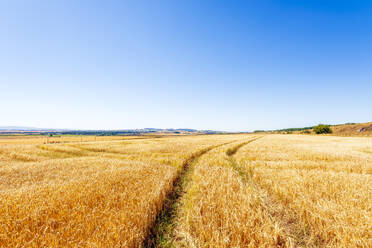 Tire tracks stretching across vast barley field in summer - SMAF02209