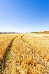 Tire tracks stretching across vast barley field in summer - SMAF02210