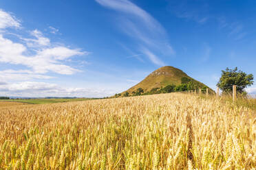 UK, Schottland, North Berwick, Gerstenfeld im Sommer mit North Berwick Law Hill im Hintergrund - SMAF02219