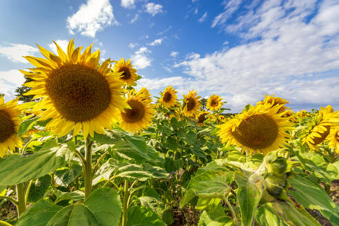 Blühende Sonnenblumen im Sommerfeld - SMAF02228