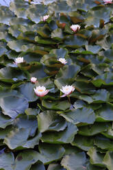Pond filled with water lilies - JTF02199