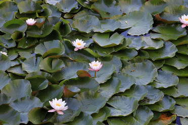 Pond filled with water lilies - JTF02202