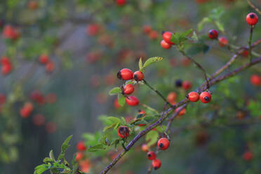 Rose hips growing in summer - JTF02203