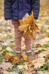 Hand of boy holding autumn leaves - ONAF00025