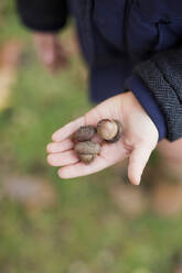 Hand of boy showing acorn - ONAF00034