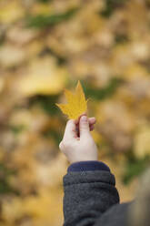 Hand of boy holding autumn leaf - ONAF00036