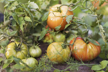 Tomaten wachsen im Garten - ONAF00038