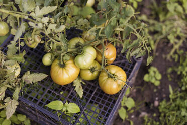 Frische Tomaten wachsen im Garten - ONAF00041