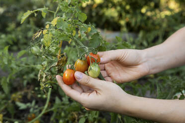 Hände einer Frau, die Tomaten im Gemüsegarten untersucht - YLF00013