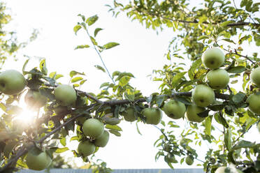 Grüne Äpfel am Zweig eines Baumes an einem sonnigen Tag - YLF00016