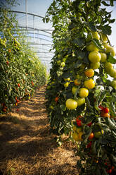 Plum tomatoes in greenhouse - LVF09249