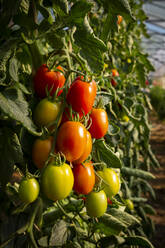 Juicy plum tomatoes on plant in greenhouse - LVF09251