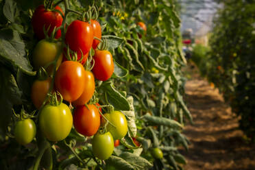 Juicy plum tomatoes in greenhouse - LVF09252