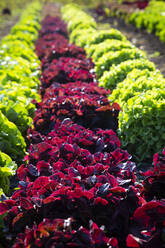 Grüner und roter Kopfsalat auf einem Feld - LVF09253