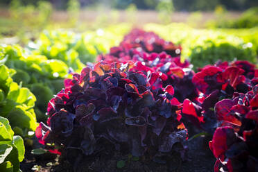 Frischer grüner und roter Kopfsalat auf einem Feld - LVF09254