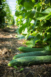 Fresh cucumbers grown in greenhouse - LVF09260