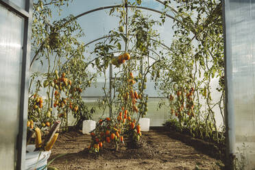 Reife Tomaten an der Pflanze im Gewächshaus - IEF00001
