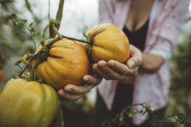 Hände eines Landwirts, der Tomaten in einem Gewächshaus hält - IEF00006