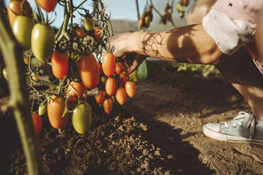 Hände eines Landwirts beim Pflücken von Tomaten im Gewächshaus - IEF00010