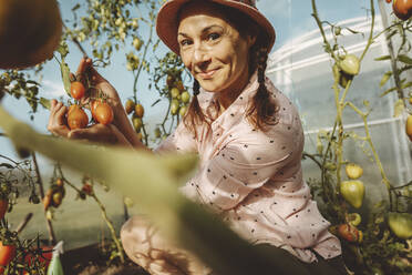 Smiling farmer showing ripe tomatoes in greenhouse - IEF00011