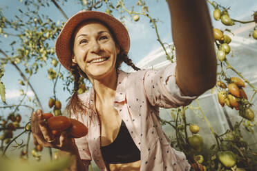 Lächelnder Bauer mit frischen Tomaten im Gewächshaus - IEF00015