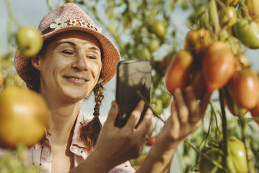 Lächelnder Landwirt fotografiert Tomatenpflanze im Gewächshaus mit seinem Smartphone - IEF00021