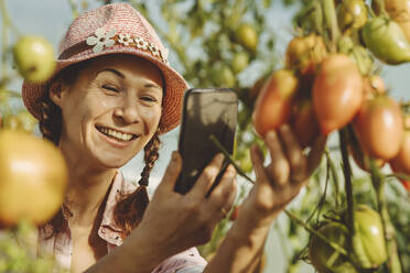 Glücklicher reifer Landwirt, der eine Tomatenpflanze im Gewächshaus mit dem Handy fotografiert - IEF00022