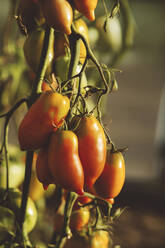 Reife Tomaten an einem Zweig einer Pflanze im Gewächshaus - IEF00025
