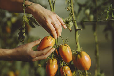 Hände eines Landwirts, der frische Tomaten von der Pflanze pflückt - IEF00035