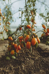 Frische Tomaten an der Pflanze im Gewächshaus - IEF00045