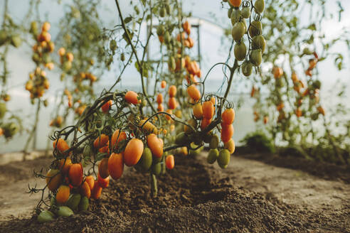 Frische reife Tomaten an der Pflanze im Gewächshaus - IEF00046