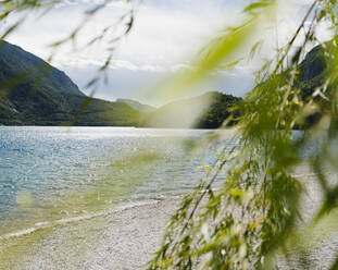 Twigs at Molveno lakeshore on sunny day - GIOF15548