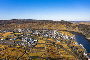 Deutschland, Rheinland-Pfalz, Minheim, Luftaufnahme einer ländlichen Stadt an der Mosel und umliegende Felder im Herbst - AMF09590
