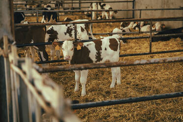 Calves amidst railings inside stable - ACPF01472