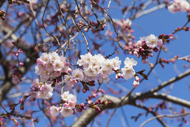 Blühender Mandelbaum im Vorfrühling - GWF07571