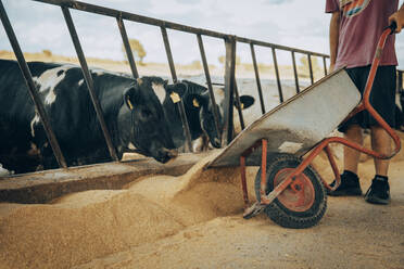 Farmer feeding fodder to his calves with wheelbarrow - ACPF01477