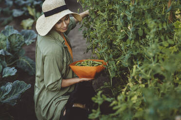 Mature woman picking green peas in container at garden - IEF00073