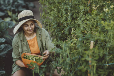 Lächelnde Frau sammelt grüne Erbsen im Garten - IEF00074