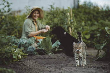 Getigerte Katze mit Frau und Hund im Hintergrund im Garten - IEF00076