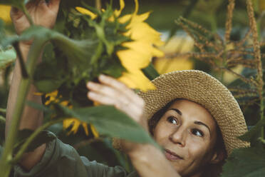 Mature woman examining sunflower in garden - IEF00087