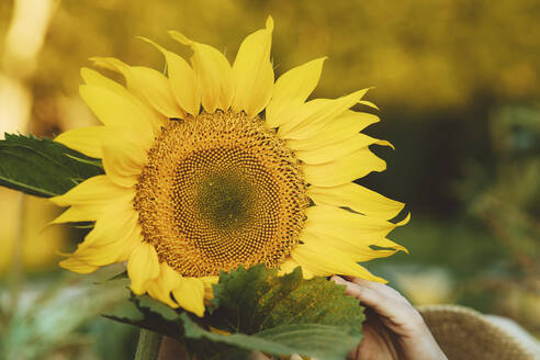 Frische gelbe Sonnenblumen blühen im Garten - IEF00088