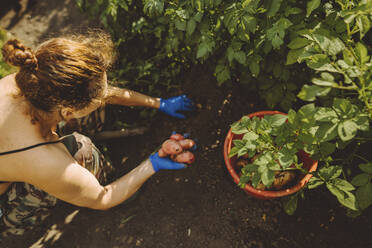 Frau pflückt Kartoffeln aus dem Schlamm im Gemüsegarten - IEF00105