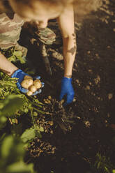 Woman holding potatoes in garden - IEF00107