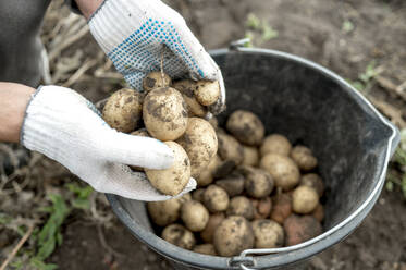 Hände eines Landwirts mit Handschuhen, der schmutzige Kartoffeln in einen Eimer legt - ANAF00004