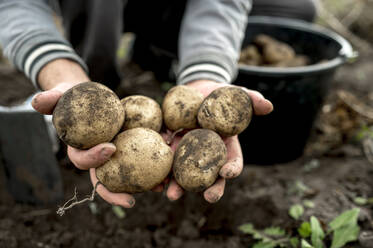 Hände eines Landwirts zeigen schmutzige rohe Kartoffeln - ANAF00005