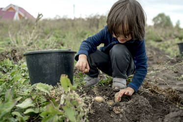 Boy picking up potatoes from soil in bucket at farm - ANAF00006