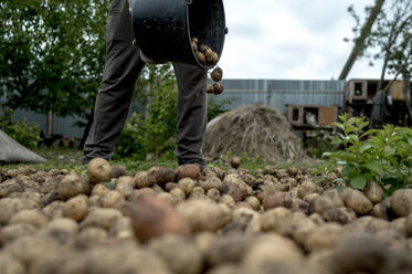 Landwirt schüttet Kartoffeln aus einem Eimer auf dem Bauernhof - ANAF00007